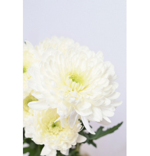 PACK DE MONOFLOR BLANCO 300 TALLOS