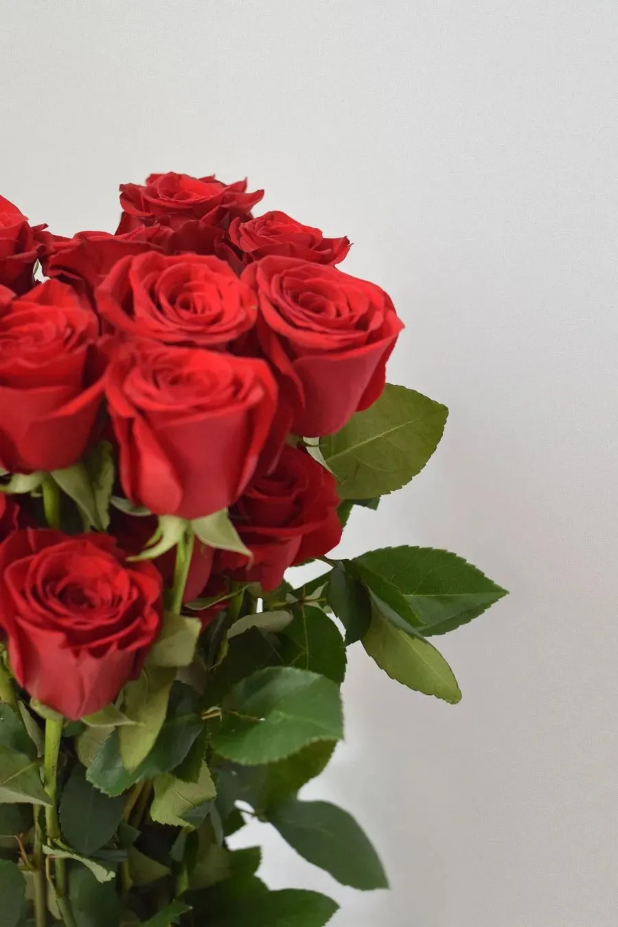 PACK DE ROSAS ROJAS 200 TALLOS